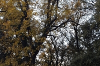 Los árboles en otoño