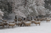 A great snowfall and sheep