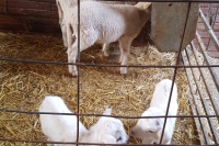 Lambs feeding bottle